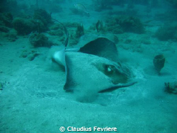 Southern Stingray by Claudius Fevriere 